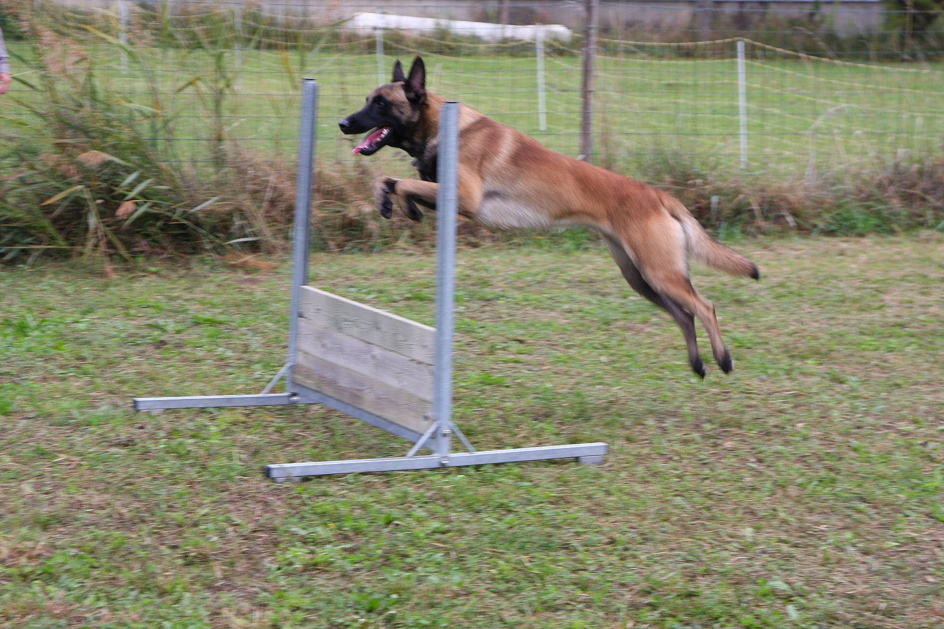 Newton participe au concours pour gagner de l'argent avec cette photo : canidae, carnivore, companion_dog, dog, dog_breed, dog_sports, dog_supply, fawn, fence, grass, old_german_shepherd_dog, pet_supply, plant, recreation, sporting_group, sports, tail, terrestrial_animal, wildlife, working_dog