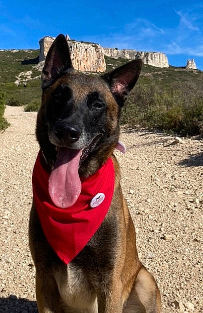 Newton a rejoint le concours — aidez-le/la à gagner de superbes lots ! adventure, canidae, carnivore, cloud, collar, companion_dog, dog, dog_breed, dog_collar, fawn, herding_dog, landscape, mountain, plant, sky, snout, sporting_group, walking, working_animal, working_dog