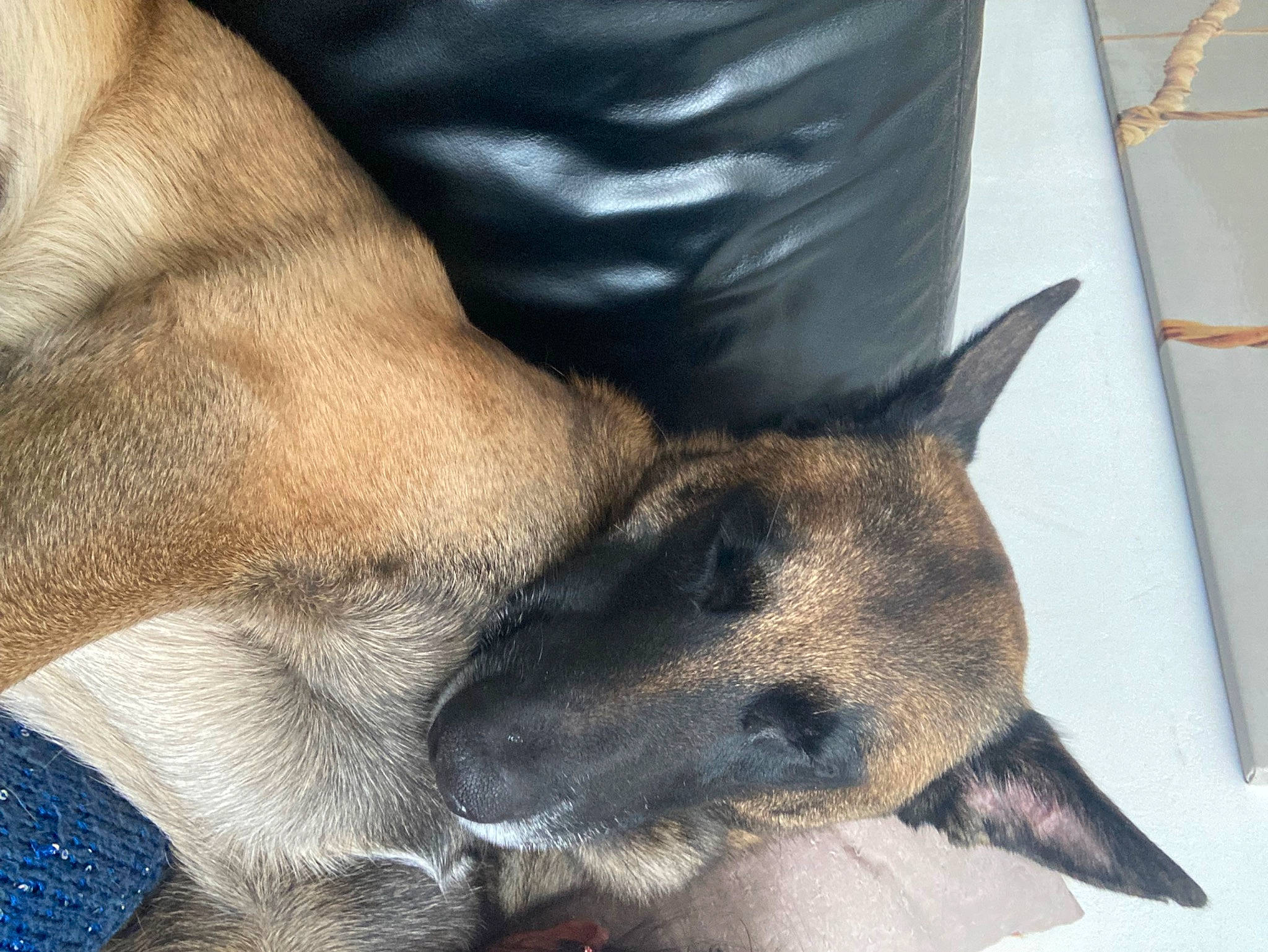 Newton participe au concours pour gagner de l'argent avec cette photo : ancient_dog_breeds, canidae, carnivore, collar, companion_dog, dog, dog_breed, fawn, foot, fur, german_shepherd_dog, human_leg, non_sporting_group, paw, snout, sporting_group, terrestrial_animal, whiskers, working_animal, working_dog