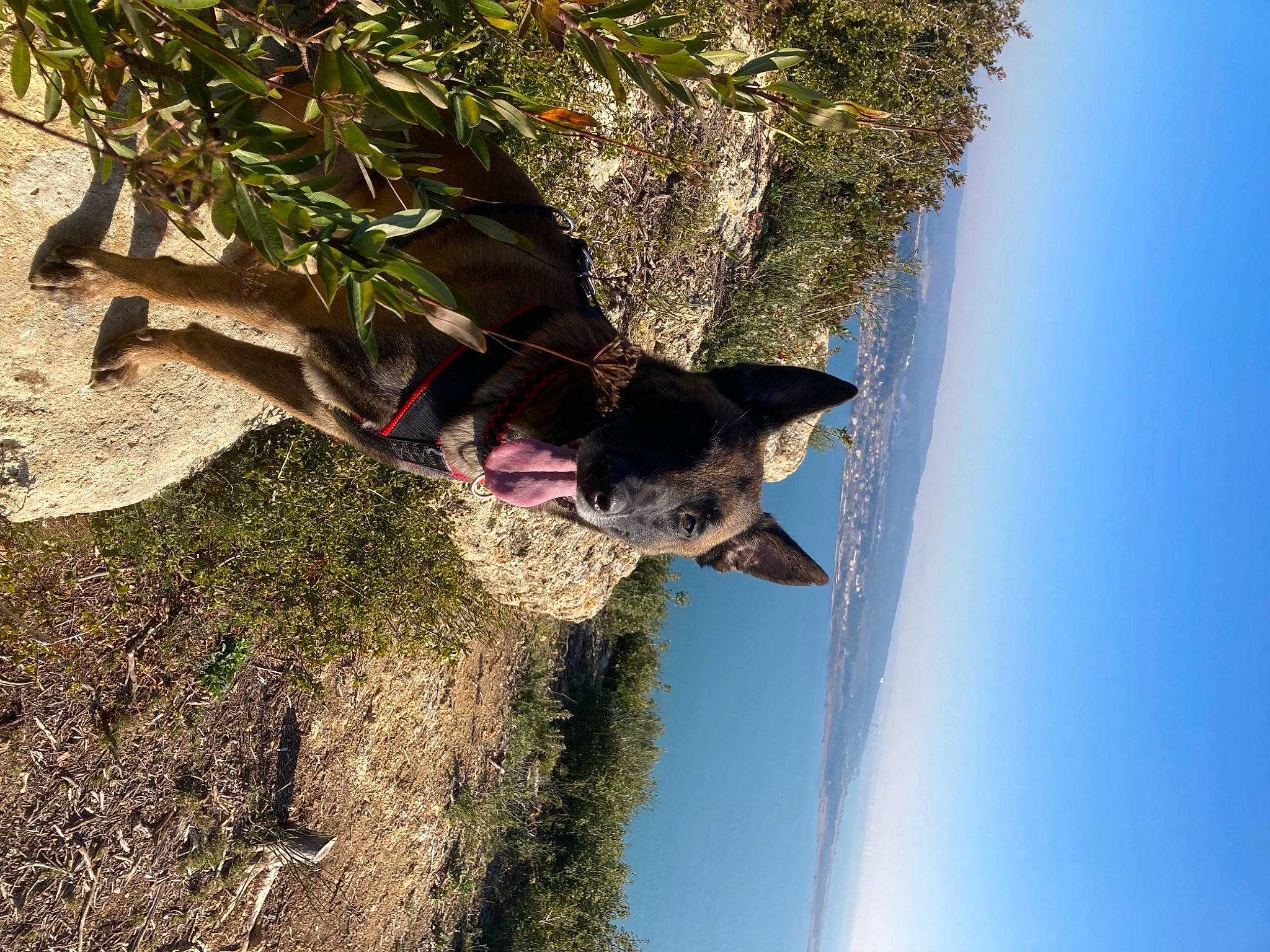Newton a rejoint le concours — aidez-le/la à gagner de superbes lots ! carnivore, dog, dog_breed, grass, hunting_dog, landscape, plant, rock, shadow, sky, soil, tree, trunk, twig, wood