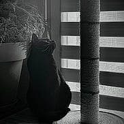 Simba a rejoint le concours — aidez-le/la à gagner de superbes lots ! abyssinian, animal, backlighting, blackcat, cat, cookware, curtain, homedecor, indoors, kitten, manx, pet, plant, pot, pottedplant, silhouette, window, windowshade, windowsill