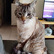 Jumpy a rejoint le concours — aidez-le/la à gagner de superbes lots ! abyssinian, animal, architecture, building, cat, computer, computerhardware, couch, electronics, furniture, hardware, indoors, laptop, livingroom, manx, monitor, pc, pet, screen, tv