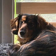Hawkeye participe au concours pour gagner de l'argent avec cette photo : animal, canine, cockerspaniel, couch, curtain, dog, face, furniture, goldenretriever, head, homedecor, hound, indoors, papillon, person, pet, photography, portrait, puppy, window