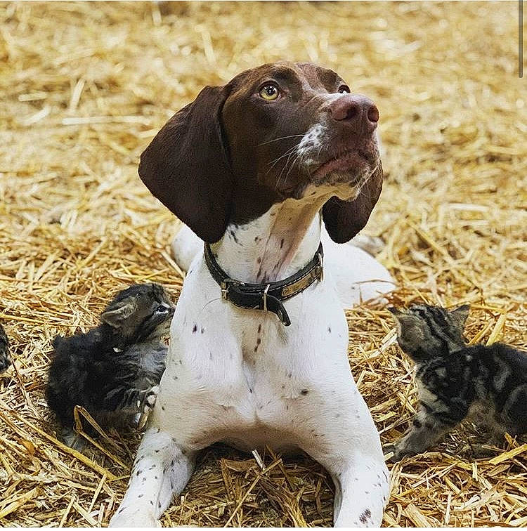 Rubis a rejoint le concours — aidez-le/la à gagner de superbes lots ! braque_francais, carnivore, collar, companion_dog, dog, dog_breed, dog_collar, grass_family, hay, hunting_dog, liver, mammal, pet_supply, pointer, pointing_breed, snout, sporting_group, straw, terrestrial_animal, vertebrate
