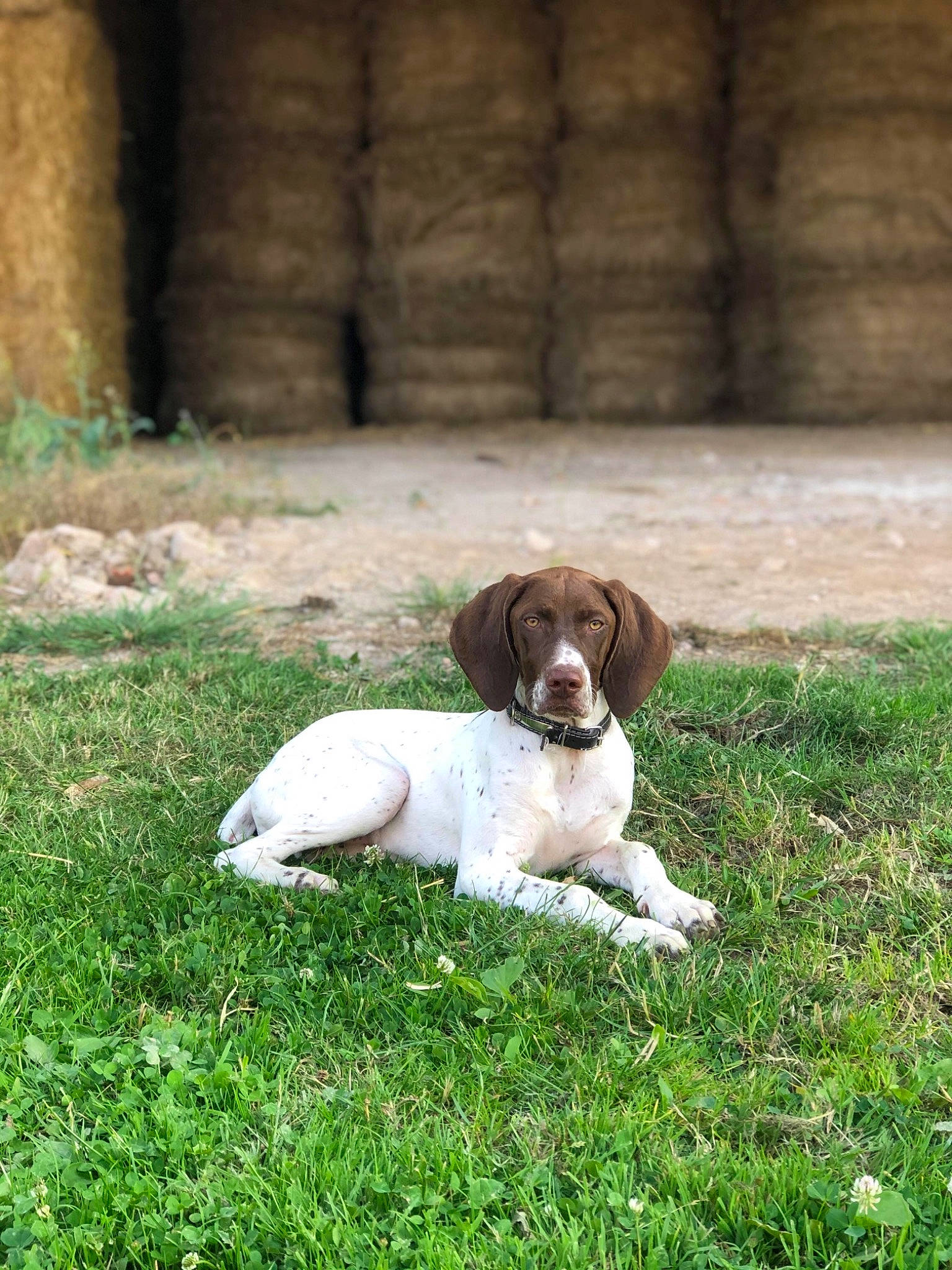Rubis participe au concours pour gagner de l'argent avec cette photo : braque_du_bourbonnais, braque_francais, canidae, carnivore, companion_dog, dog, dog_breed, english_springer_spaniel, gun_dog, hunting_dog, liver, mammal, pointing_breed, puppy, spaniel, sporting_group, working_animal, working_dog