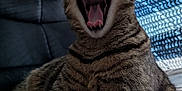 Camille joined the competition — help win amazing prizes! animal, cat, closeup, cozy, feline, fur, indoor, knitted_blanket, mouth_open, paws, pet, quilted_bedspread, relaxed, resting, striped, tabby, teeth, tongue, whiskers, yawning