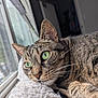animal, cat, close_up, cozy, domestic_animal, ears, feline, fluffy_blanket, fur, green_eyes, indoor, natural_light, pet, portrait, relaxed, resting, sleepy, tabby_cat, whiskers, window