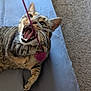 Camille is registered to the contest to win money with this photo: active, animal, blue, carpet, cat, closeup, cushion, cute, feline, fur, indoor, open_mouth, paw, pet, playing, string, tabby, teeth, toy, whiskers