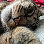 animal, bed, blanket, cat, close_up, cozy, cute, feline, fur, indoor, mammal, nose, paw, pet, relaxation, rest, sleeping, soft_texture, tabby_cat, whiskers