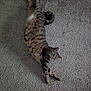 animal, carpet, cat, cute, domestic_animal, feline, fur, indoor, lying_down, mammal, paws, pet, relaxed, resting, spotted, stretching, striped, tabby_cat, tail, whiskers