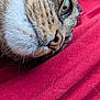 animal, cat, closeup, cozy, detail, domestic_cat, eye, face, fur, hand, muzzle, nose, pet, red_fabric, resting, sleeping, soft, striped, texture, whiskers