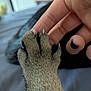 affection, animal, bed, black_nail_polish, blurred_background, cat_paw, claws, close_up, comfort, feline, fingertips, fur, gentle, human_hand, indoor, pet, resting, skin, soft_texture, touch