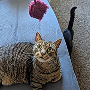 Camille joined the competition — help win amazing prizes! animal, bed, black_cat, carpet, cat, curious, domestic_cat, ears, feline, fur, indoor, looking_up, pet, playful, resting, striped, tabby_cat, tail, toy, whiskers