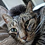 animal, blanket, cat, close_up, cozy, cute, face, feline, fur, green_eyes, indoor, nose, pet, portrait, relaxed, resting, sleepy, soft_texture, tabby_cat, whiskers