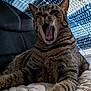 Camille joined the competition — help win amazing prizes! animal, blanket, cat, closeup, cozy, cute, feline, fur, indoor, mouth, pet, quilt, relaxed, resting, sleepy, striped, tabby, tongue, whiskers, yawning