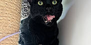 Lucas is registered to the contest to win money with this photo: animal, black_cat, carpeted_surface, cat, cat_tree, close_up, curious, cute, domestic_cat, feline, fur, green_eyes, indoor, licking, pet, playful, resting, sisal_scratching_post, tongue_out, whiskers