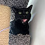 animal, black_cat, carpeted_surface, cat, cat_tree, close_up, curious, cute, domestic_cat, feline, fur, green_eyes, indoor, licking, pet, playful, resting, sisal_scratching_post, tongue_out, whiskers