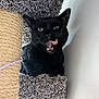 animal, black_cat, carpet, cat, cat_tree, closeup, cute, ears, feline, fur, green_eyes, house_pet, indoor, licking, pet, playful, resting, scratching_post, tongue, whiskers
