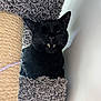 animal, black_cat, carpet, cat, cat_tree, closeup, cozy, cute, fangs, feline, furniture, indoor, mischievous, pet, playful, scratching_post, sitting, texture, wall, whiskers