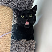 Lucas is registered to the contest to win money with this photo: animal, black_cat, carpet, cat, cat_tree, closeup, cozy, cute, ears, feline, fur, green_eyes, home, indoor, licking, pet, portrait, resting, sisal_rope, whiskers