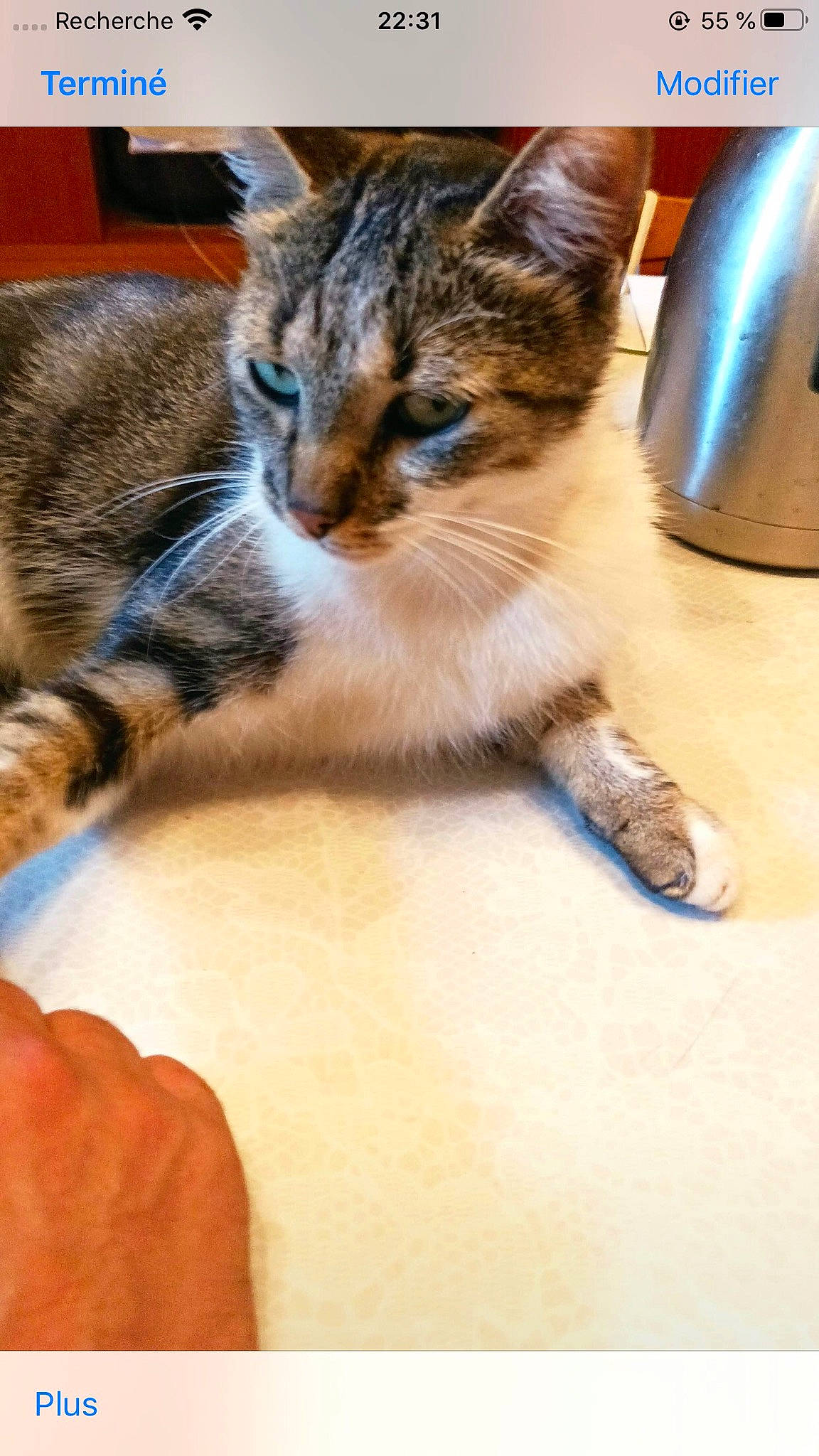 Happy a rejoint le concours — aidez-le/la à gagner de superbes lots ! carnivore, cat, claw, comfort, domestic_short_haired_cat, felidae, flooring, foot, fur, hardwood, human_leg, metal, paw, salt_and_pepper_shakers, sitting, small_to_medium_sized_cats, tail, whiskers, window, wood