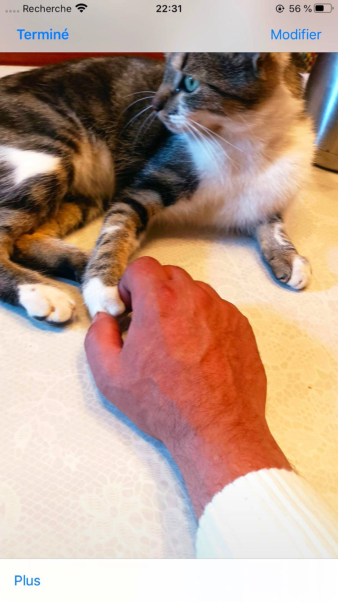 Happy a rejoint le concours — aidez-le/la à gagner de superbes lots ! carnivore, cat, claw, comfort, domestic_short_haired_cat, felidae, finger, flooring, fur, gesture, mammal, nail, paw, small_to_medium_sized_cats, snout, tail, thumb, vertebrate, whiskers, wood