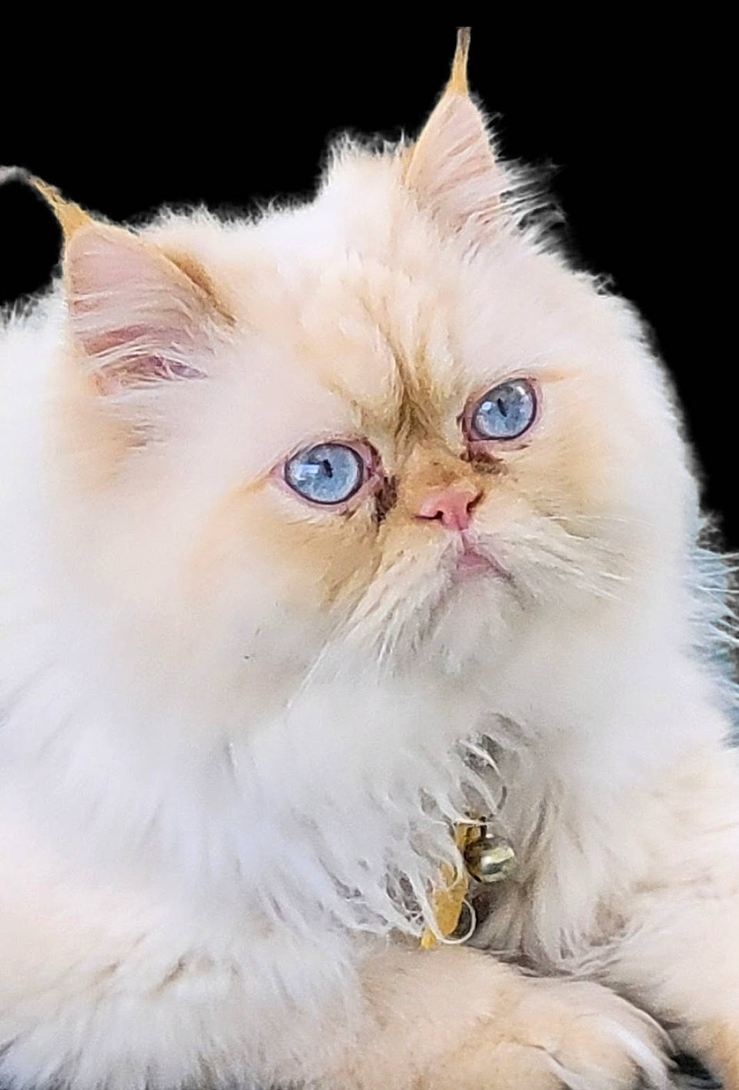 Ricky Bobby joined the competition — help win amazing prizes! carnivore, cat, felidae, fur, persian, small_to_medium_sized_cats, snout, terrestrial_animal, whiskers