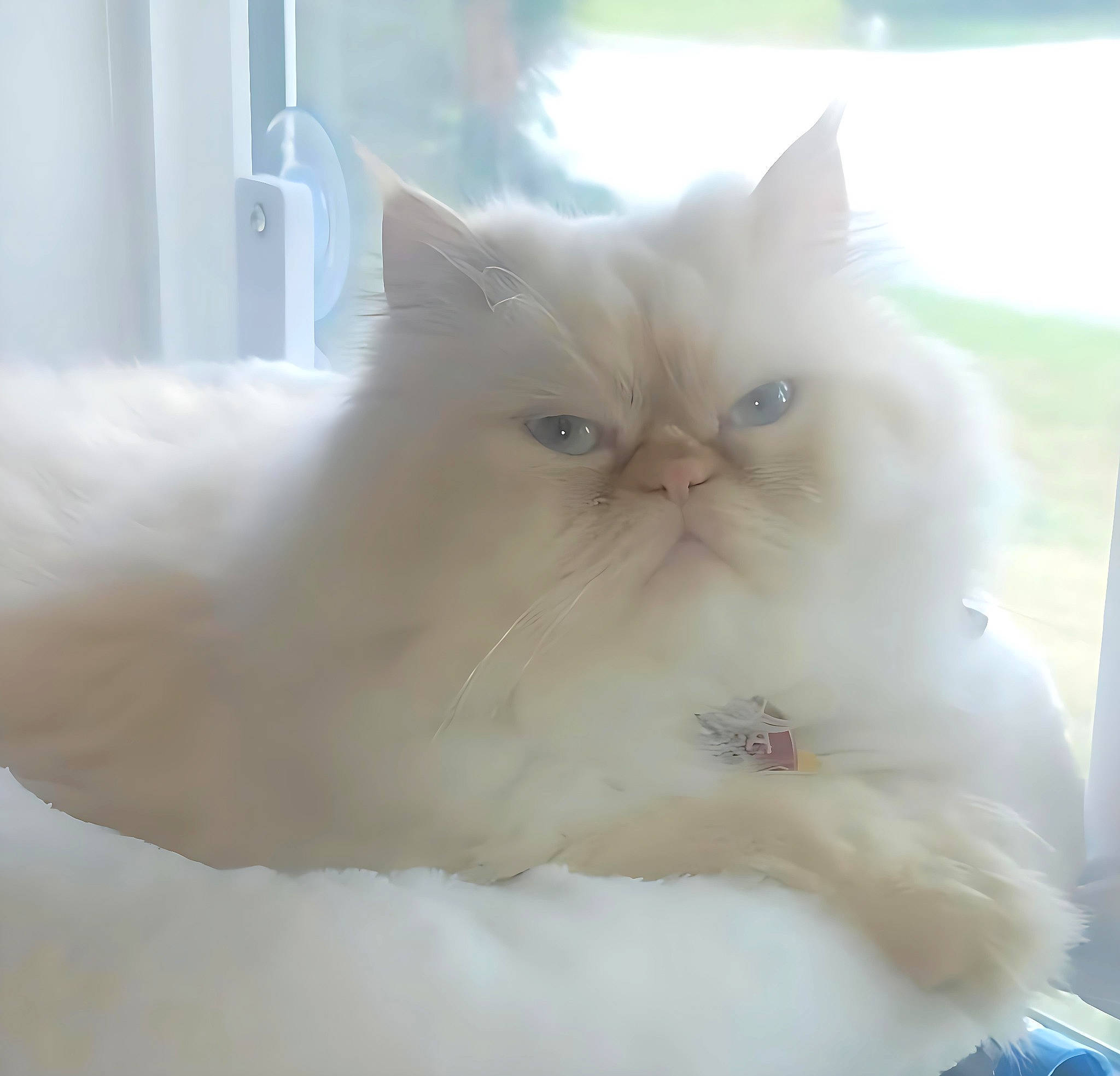 Ricky Bobby joined the competition — help win amazing prizes! british_longhair, carnivore, cat, comfort, felidae, fur, persian, small_to_medium_sized_cats, terrestrial_animal, whiskers