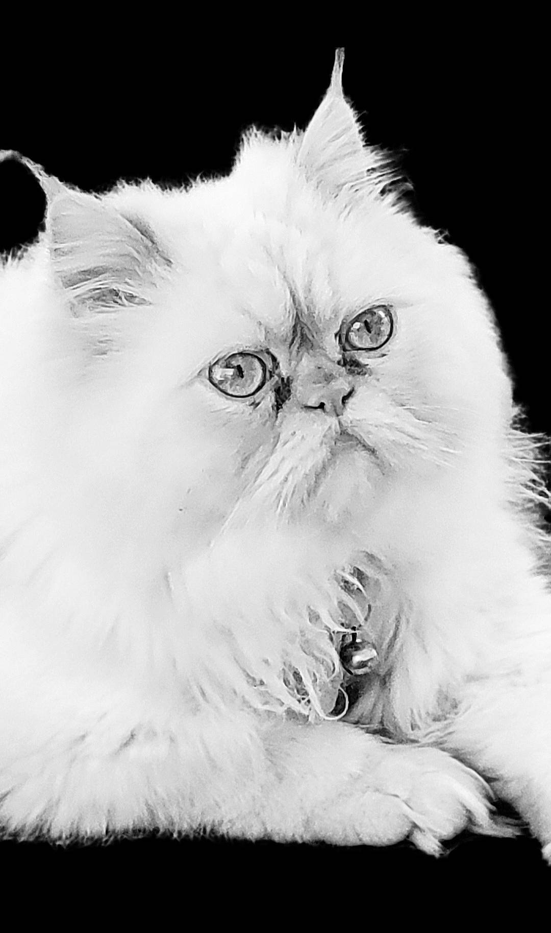Ricky Bobby joined the competition — help win amazing prizes! british_longhair, carnivore, cat, close_up, eye, felidae, fur, iris, monochrome, monochrome_photography, paw, persian, small_to_medium_sized_cats, snout, tail, terrestrial_animal, whiskers