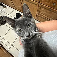 Scarlett is registered to the contest to win money with this photo: animal, cat, close_up, curious, domestic, ears, eyes, feline, floor, gray_kitten, holding, indoor, kitchen, kitten, multiple_cats, person, pet, tiled_floor, whiskers, wooden_cabinets