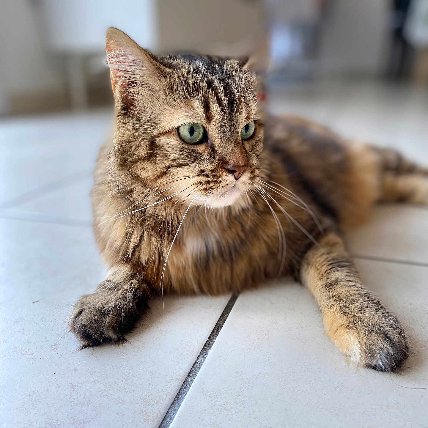 Kimi participe au concours pour gagner de l'argent avec cette photo : abyssinian, angora, animal, brasssection, cat, hardwood, horn, kitten, manx, musicalinstrument, pet, wood