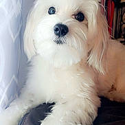 Milo is registered to the contest to win money with this photo: dog, white, fluffy, pet, indoors, blanket, curtains, window, closeup, cute, animal, fur, paw, lying_down, domestic_animal, companion, soft, relaxed, face, canine