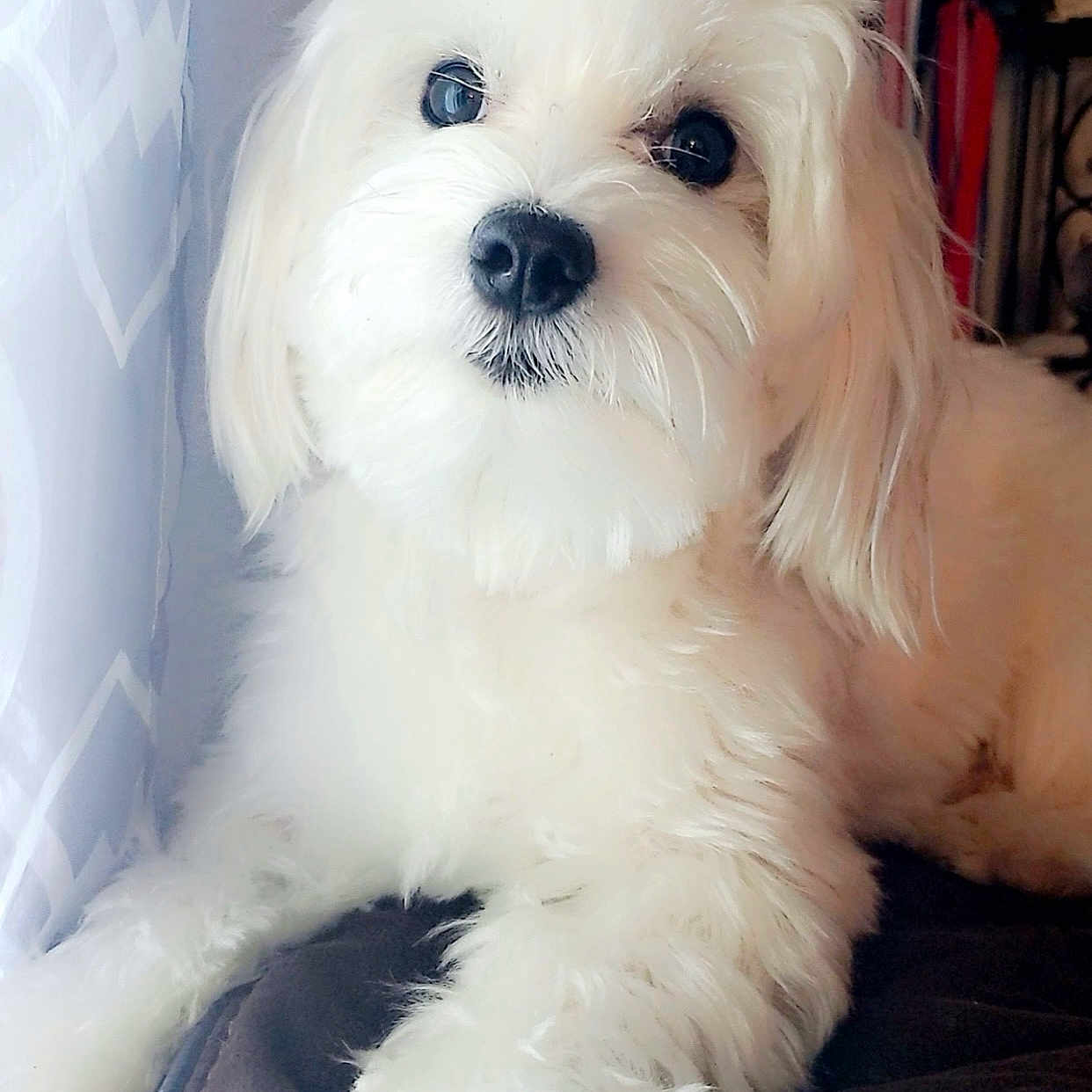 Milo is registered to the contest to win money with this photo: animal, blanket, canine, closeup, companion, curtains, cute, dog, domestic_animal, face, fluffy, fur, indoors, lying_down, paw, pet, relaxed, soft, white, window