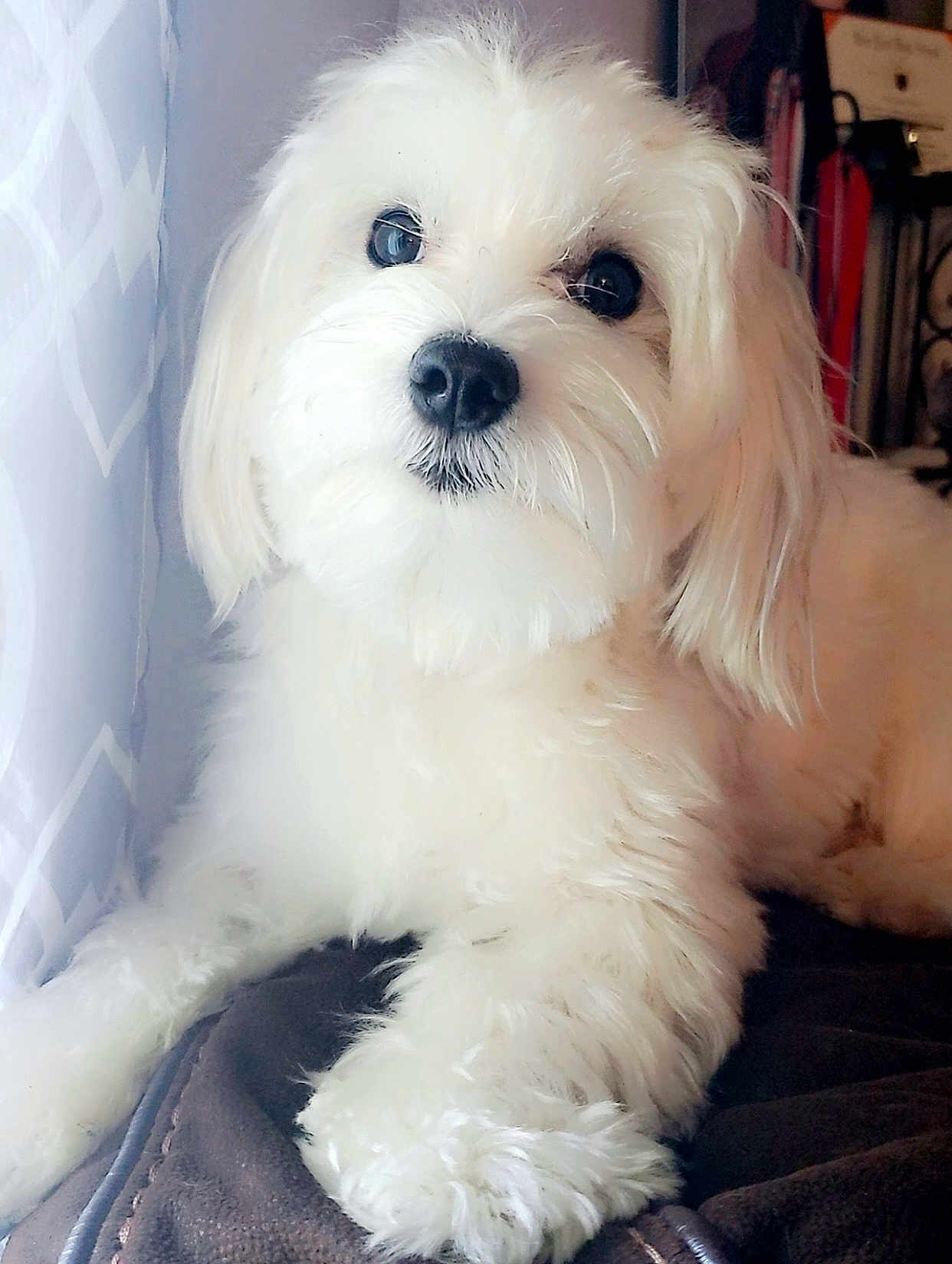 Milo is registered to the contest to win money with this photo: dog, white, fluffy, pet, indoors, blanket, curtains, window, closeup, cute, animal, fur, paw, lying_down, domestic_animal, companion, soft, relaxed, face, canine