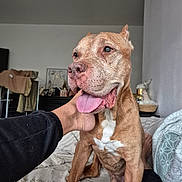 Pacco a rejoint le concours — aidez-le/la à gagner de superbes lots ! dog, canine, pet, tongue_out, brown_coat, white_chest, bed, blanket, person_hand, indoor, furniture, relaxed, happy, animal, domestic_animal, mammal, companion, portrait, resting, cozy