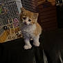 kitten, cat, orange_cat, white_cat, pet, indoor, animal, furry, curious, small, cute, leather, black_leather, birdcage, wooden_wall, household, domestic, young, feline, adorable