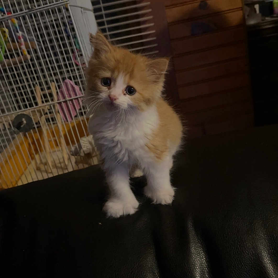 Rosie is registered to the contest to win money with this photo: adorable, animal, birdcage, black_leather, cat, curious, cute, domestic, feline, furry, household, indoor, kitten, leather, orange_cat, pet, small, white_cat, wooden_wall, young