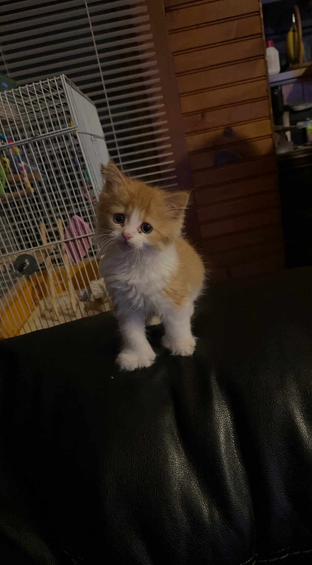 Rosie is registered to the contest to win money with this photo: kitten, cat, orange_cat, white_cat, pet, indoor, animal, furry, curious, small, cute, leather, black_leather, birdcage, wooden_wall, household, domestic, young, feline, adorable