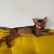 Arès a rejoint le concours — aidez-le/la à gagner de superbes lots ! cat, abyssinian_cat, pet, animal, feline, yellow_cushion, indoor, relaxed, lying_down, alert, ears, tail, whiskers, fur, domestic_animal, resting, portrait, side_view, looking_at_camera, wall