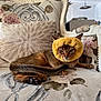 Arès a rejoint le concours — aidez-le/la à gagner de superbes lots ! animal, cat, cozy, cushion, decor, ears, expression, feline, floral_pattern, home, indoor, paw, pet, portrait, relaxed, resting, sofa, tail, vintage_furniture, yellow_ring