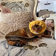 Arès a rejoint le concours — aidez-le/la à gagner de superbes lots ! animal, cat, cozy, cushion, decor, ears, expression, feline, floral_pattern, home, indoor, paw, pet, portrait, relaxed, resting, sofa, tail, vintage_furniture, yellow_ring