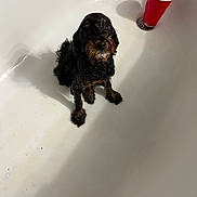 Max is registered to the contest to win money with this photo: dog, wet, bathtub, pet, puppy, red_cup, looking_up, indoor, white_background, small_dog, fur, water_drops, cute, animal, bath_time, expression, shadow, cleaning, canine, domestic