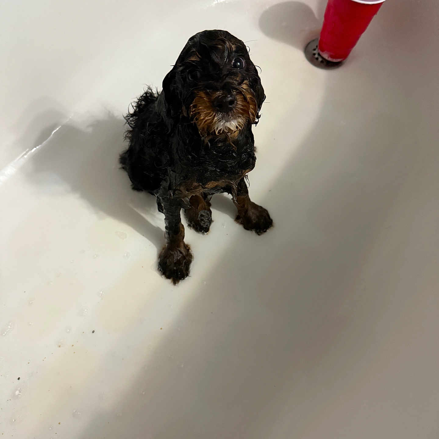 Max