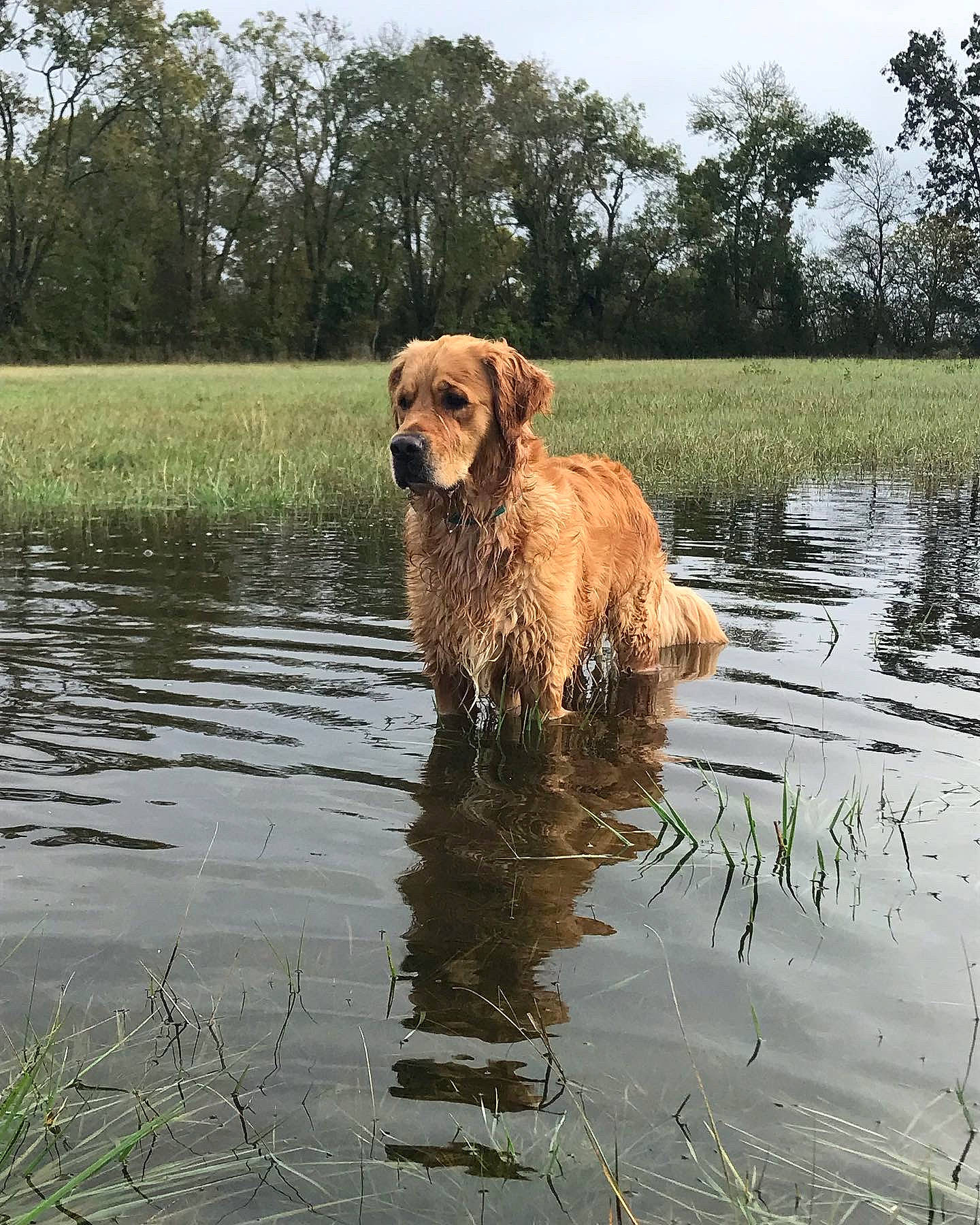 Roméo a rejoint le concours — aidez-le/la à gagner de superbes lots ! canidae, carnivore, companion_dog, dog, dog_breed, fawn, grass, gun_dog, lacustrine_plain, lake, liver, natural_landscape, plant, sky, sporting_group, tail, tree, water, wildlife, working_animal