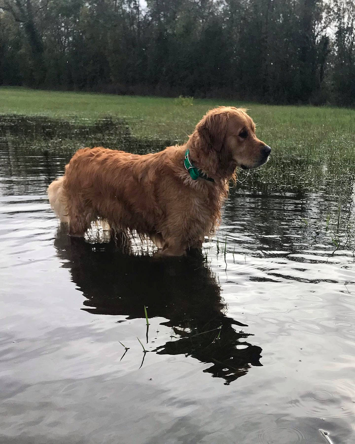 Roméo participe au concours pour gagner de l'argent avec cette photo : canidae, carnivore, companion_dog, dog, dog_breed, dog_collar, fawn, gun_dog, hunting_dog, lake, liver, plant, reflection, retriever, sporting_group, tail, tree, water, working_animal, working_dog