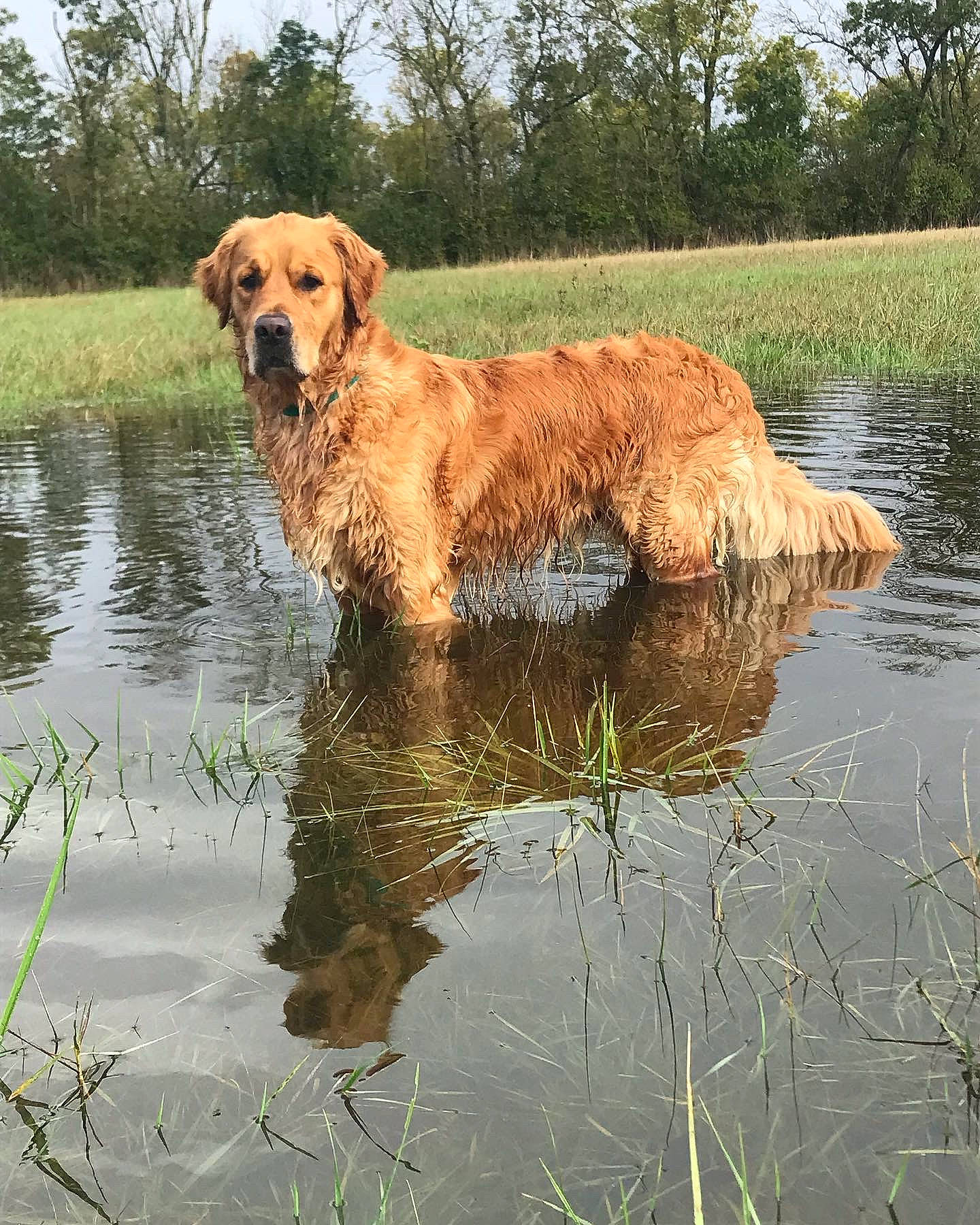 Roméo participe au concours pour gagner de l'argent avec cette photo : bank, carnivore, companion_dog, dog, dog_breed, fawn, fluvial_landforms_of_streams, grass, gun_dog, lacustrine_plain, lake, natural_landscape, plant, sky, sporting_group, tree, water, watercourse, wetland, working_animal
