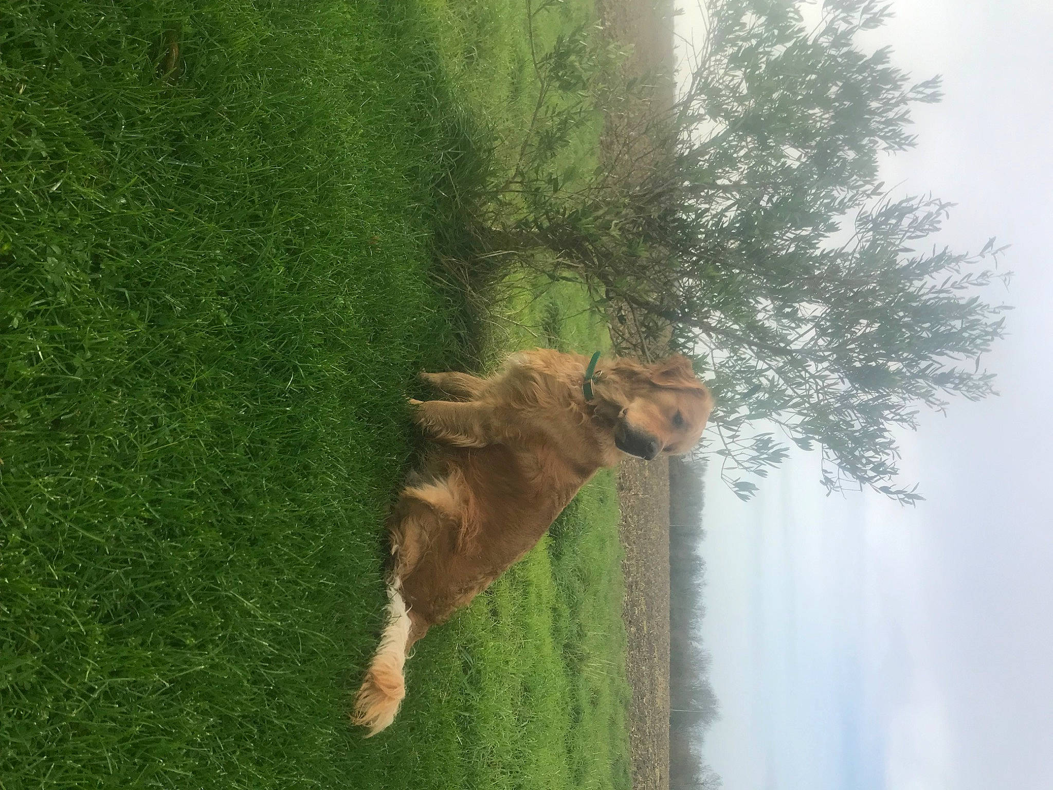 Roméo a rejoint le concours — aidez-le/la à gagner de superbes lots ! bovine, fawn, grass, grass_family, grassland, landscape, natural_landscape, pasture, plant, sky, snout, sporting_group, tail, terrestrial_animal, tree, trunk, twig, wildlife, wood, working_animal