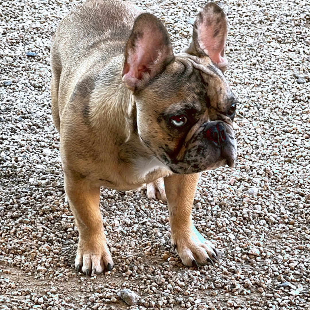 Rocky is registered to the contest to win money with this photo: animal, boxer, bulldog, canine, dog, frenchbulldog, gravel, pet, pitbull, pug, puppy, road, soil