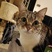 Socrates participe au concours pour gagner de l'argent avec cette photo : cat, tabby, whiskers, close_up, indoor, curious, pet, feline, animal, ears, eyes, face, fur, home, cat_tree, wooden_floor, table, box, domestic, cute