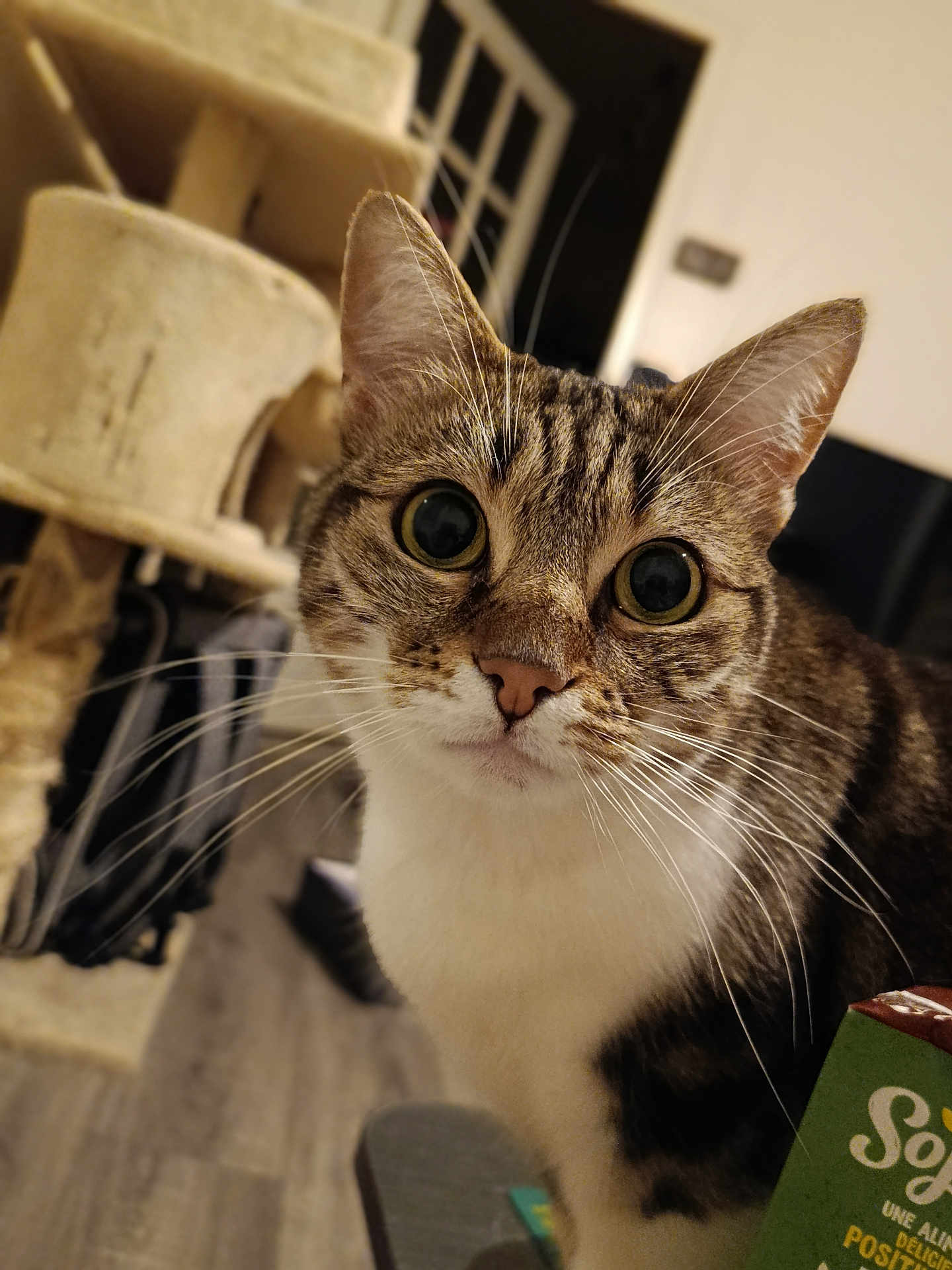 Socrates participe au concours pour gagner de l'argent avec cette photo : cat, tabby, whiskers, close_up, indoor, curious, pet, feline, animal, ears, eyes, face, fur, home, cat_tree, wooden_floor, table, box, domestic, cute